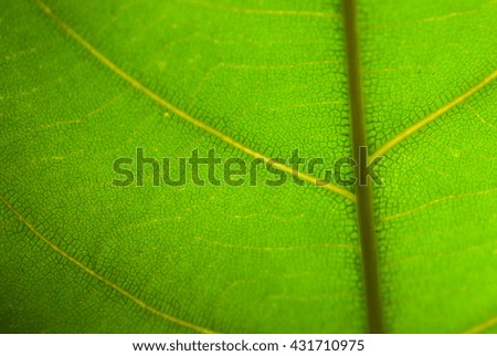 Green leaf nature background.Green leaf nature background, natural texture of plant in close-up.