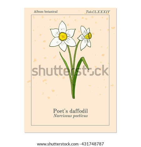 Narcissus, or daffodil, daffadowndilly, jonquil . Hand drawn botanical vector illustration.