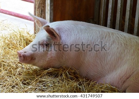 Pigs at the Farm Royalty-Free Stock Photo #431749507