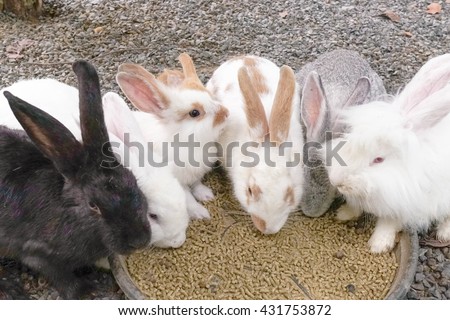 A group of rabbits is eating rabbit food pellet together. Professional dry pet food spread out in a plate. Selective focus