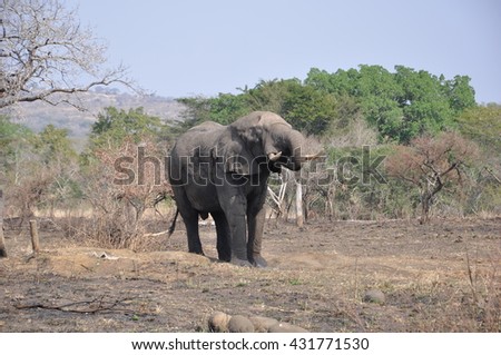 A big bull elephant at the Hluhluwe and Imfolozi national parks, South Africa