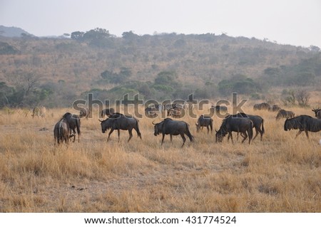 Wilderbeest at the Hluhluwe and Imfolozi national parks, South Africa