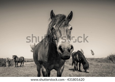 Wild horse in Dutch landscape in black and white