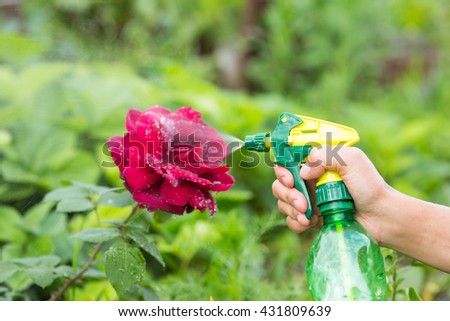 Hand squirting a solution of rose aphid in garden
