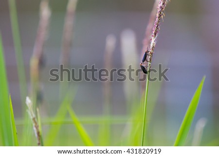 Orange head beetle is walking on mission grass with background, horizontal picture