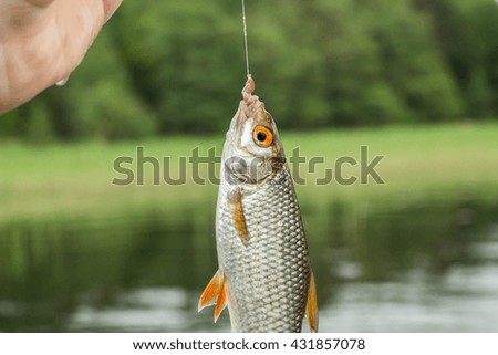 fishing,fish roach in the hand of angler at shore