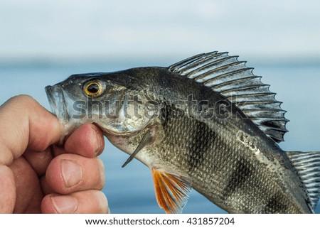 fishing,fish perch in the hand of angler at shore