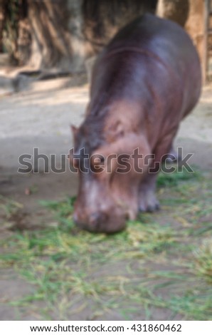 Background abstract blurred of Hippopotamus in the zoo