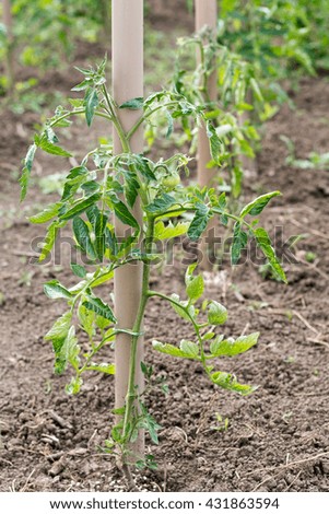 Tomato plant in the garden