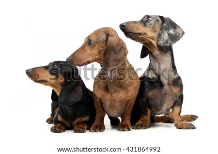 three smooth hair  Dachshund in a white isolated background