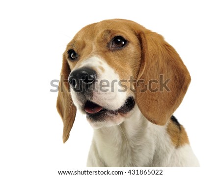 Beagle portrait in the white background