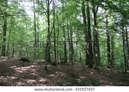 Forest. Transcarpathia