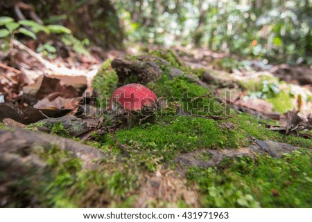 Lovely Mushrooms. Picture of a wild Forrest mushroom in the woods ,  Picture of the fungi with lovely bokeh.