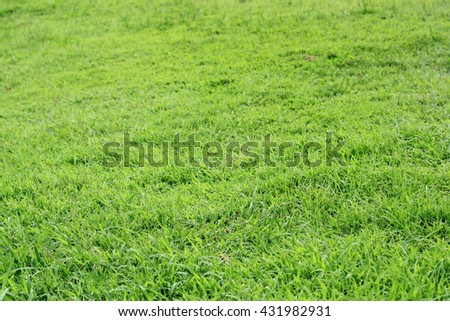 green grass on natural background 