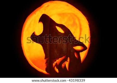 Silhouette of Halloween pumpkin carved into howling wolf pattern Jack O' Lantern.