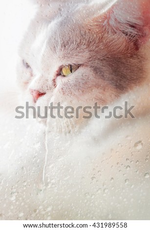 A cat on rainy day  ,view through the window with selective focus.
