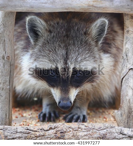 portrait of raccoon in wooden frame.