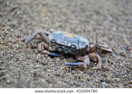 Crab on the beach,Thailand.