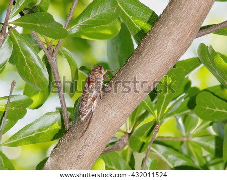 living large brown insect making loud noise, tropical Cicada Platypleura, singing insect on a green small leaves bush plant: Terminalia ivorensis Chev., on a sunny day, picture taken with flash