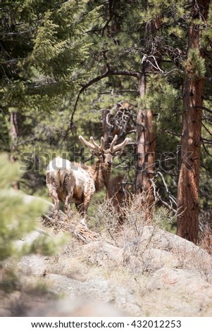 Portrait of a bull elk