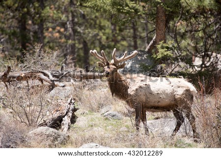 Bull elk looking at photographer