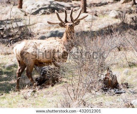 A curious bull elk looks over the top of a shrub to see photographer