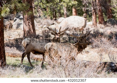 Bull elk in Colorado