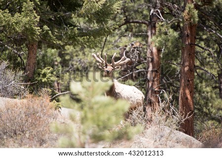 A bull elk that was previously hiding looks up and over a tree at photographer