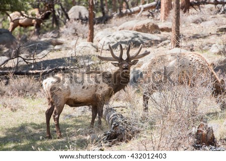Bull elk in Colorado