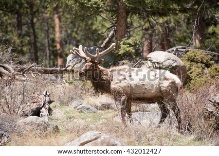 Profile of a beautiful bull elk in the woods
