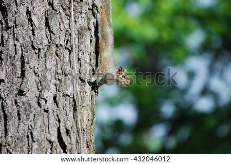 squirrel on the tree trunk searching for food