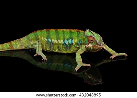 Panther chameleon, reptile with colorful body resting on Black Mirror, Isolated Background
