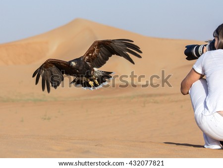 Photographer taking a photo of a harris hawk in mid flight. Dubai Desert Conservation Reserve, United Arab Emirates.