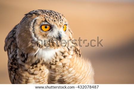 Close up photo of a desert eagle owl (Bubo ascalaphus) in Dubai Desert Conservation Reserve, United Arab Emirates.