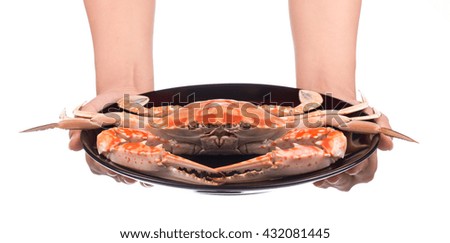 hand holding cooked crab prepared on plate isolated on white background
