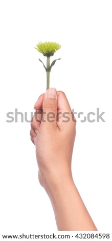 hand holding bouquet of green chrysanthemum flowers  isolated on white background.