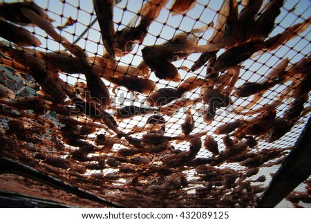 Dried Salted Fish Fillet .Arranged on the net. Sun-drying method of preserving food.