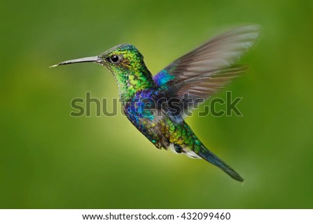 Hummingbird Green-crowned Woodnymph, Thalurania fannyi, beautiful action flight scene with open wings, clear green background, Ecuador.