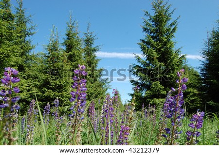 Wild lupines against the sky