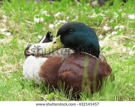 a crossbreed between the mallard and the domestic duck