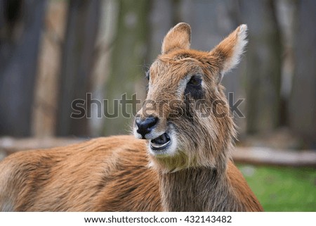Waterbuck (Kobus ellipsiprymnus) chewing the juicy grass and have funny face