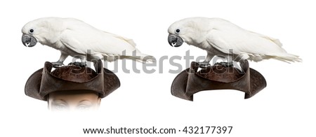 White Cockatoo on a pirate hat, isolated on white