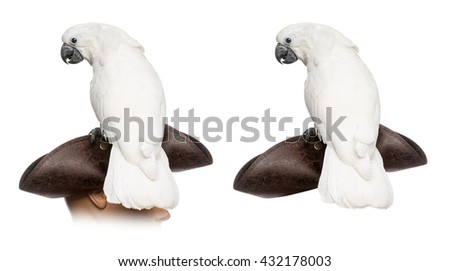 White Cockatoo on a pirate hat, isolated on white
