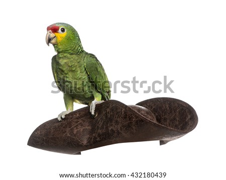 Red-lored amazon on a pirate hat, isolated on white