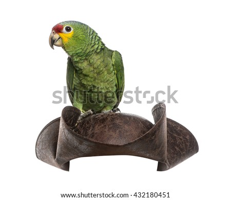 Red-lored amazon on a pirate hat, isolated on white