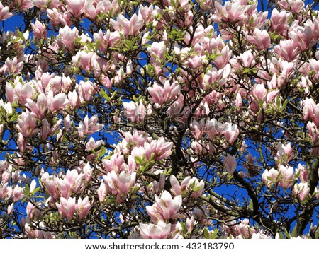 Magnolia tree in spring, full of pink blossom flowers