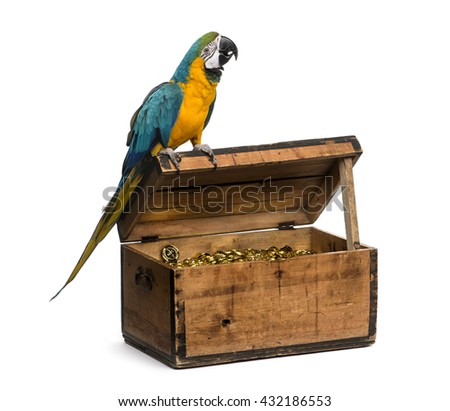Blue-and-gold Macaw on a pirate chest, isolated on white