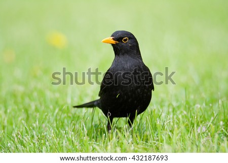 Blackbird (Turdus merula) looking at the short grass for food for their young