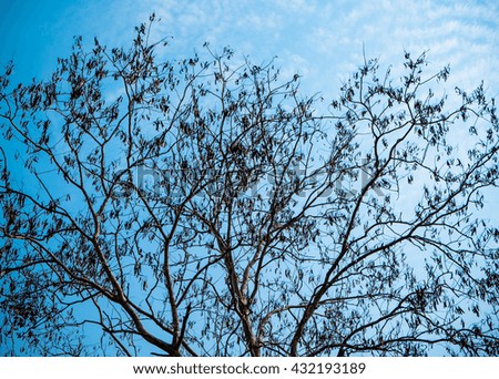 Dry tree with blue background.