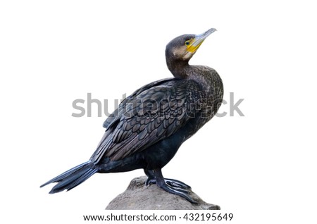 Cormorant on white background / Phalacrocorax carbo